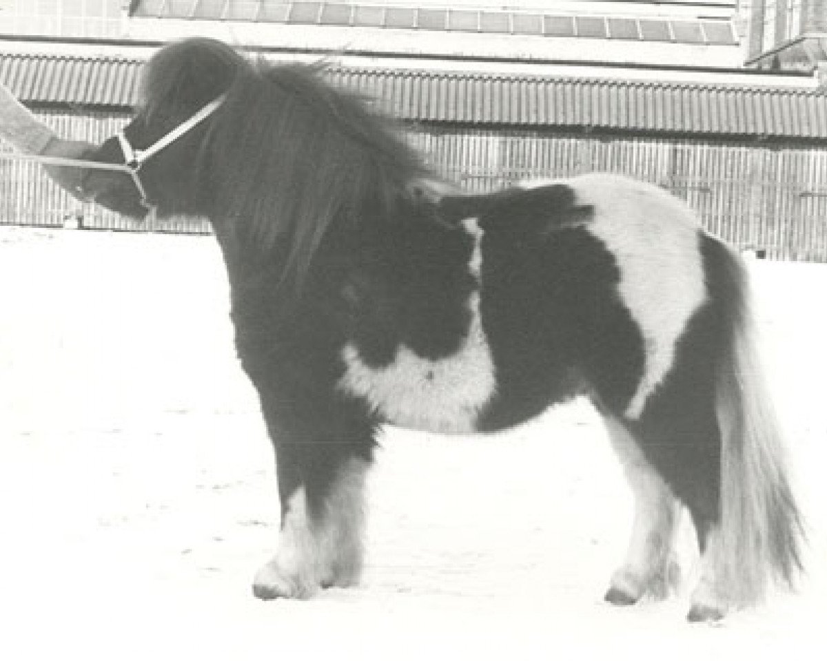 stallion Marko van de Provincialeweg (Shetland pony (under 87 cm), 1976, from Gold Star van de Dijk)