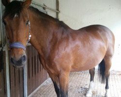 Broodmare Odura (Holsteiner, 1999, from Coriander)
