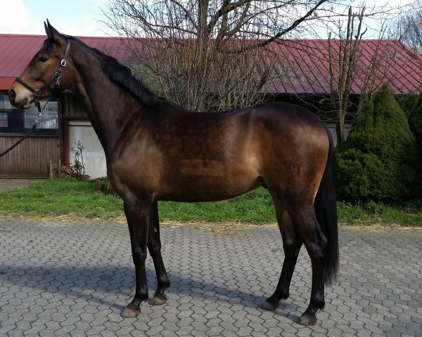 horse Sense of Delight (Rhinelander, 2013, from Strahlemann)