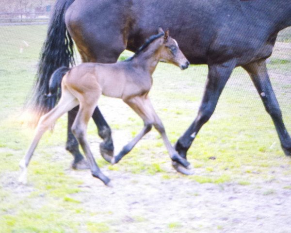 horse Queena Leni (Hanoverian, 2016, from Quotenkoenig 2)