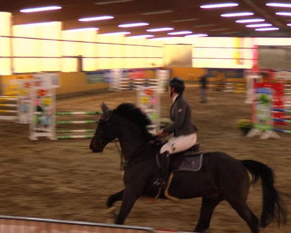 Reitturnier Pausin 2019
