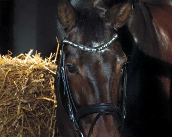 horse Lieselotte L (Oldenburg, 2009, from Light and Easy)