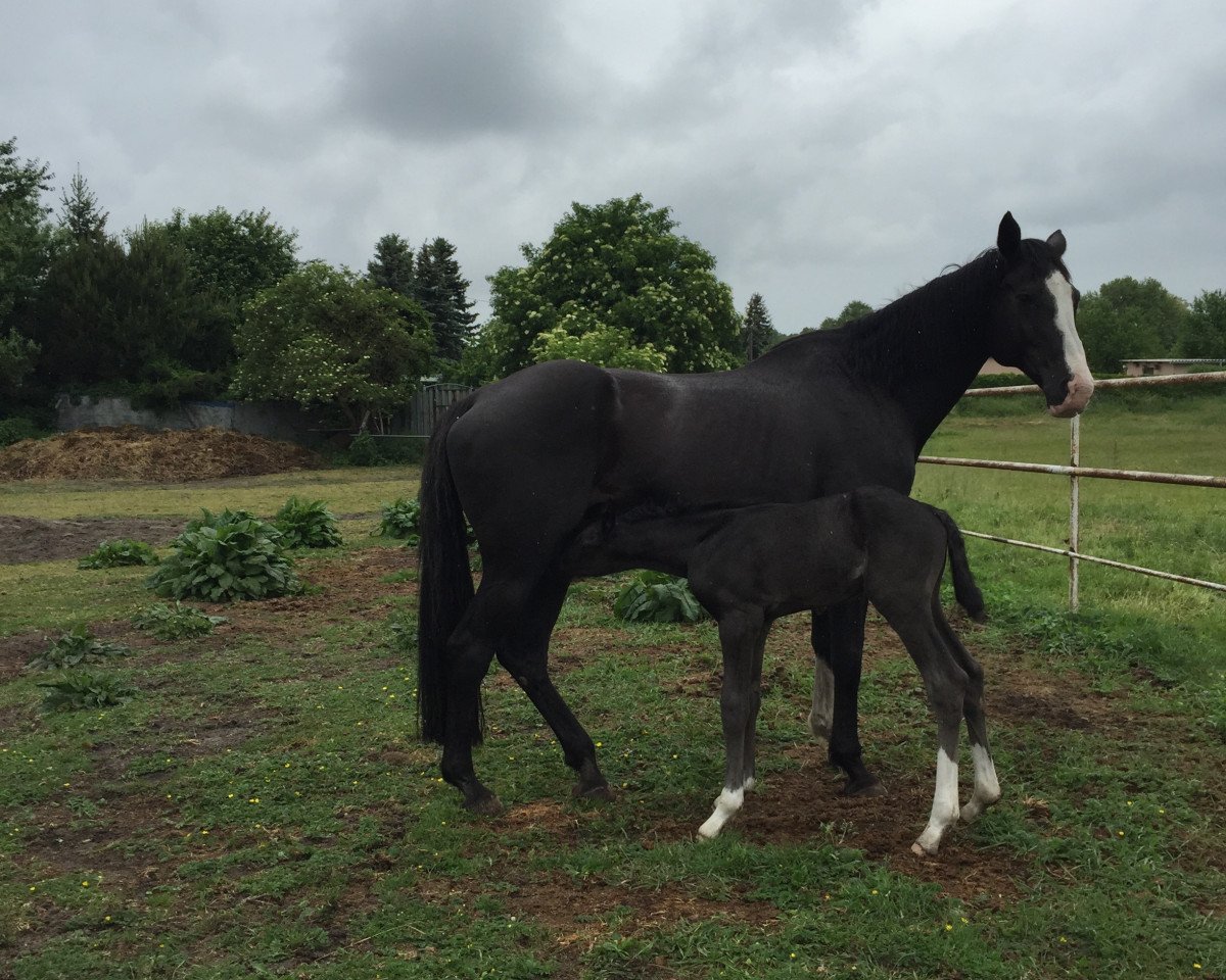 broodmare Chila (Brandenburg, 1999, from Carismo II 123 FIN)