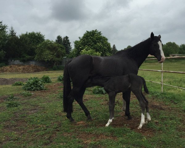 broodmare Chila (Brandenburg, 1999, from Carismo II 123 FIN)