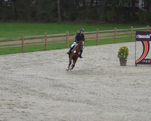 Reitturnier Westergellersen 2021