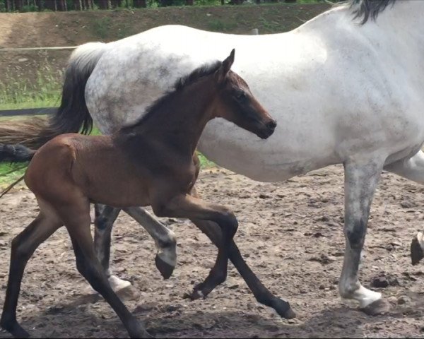dressage horse Shem (Westphalian, 2016, from Sir Heinrich OLD)