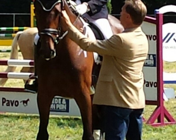 dressage horse Ceda (Holsteiner, 2010, from Aragorn W)