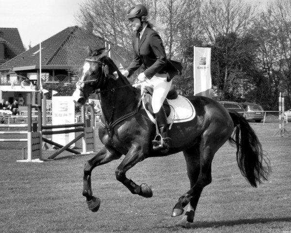 jumper Saphira 176 (Mecklenburg, 2008, from Sandro Cup) jumper Saphira 176 (Mecklenburg, 2008, from Sandro Cup)