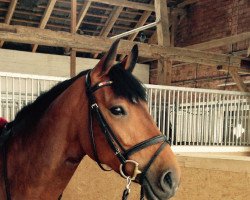 dressage horse Bambina 48 (unknown, 2009)
