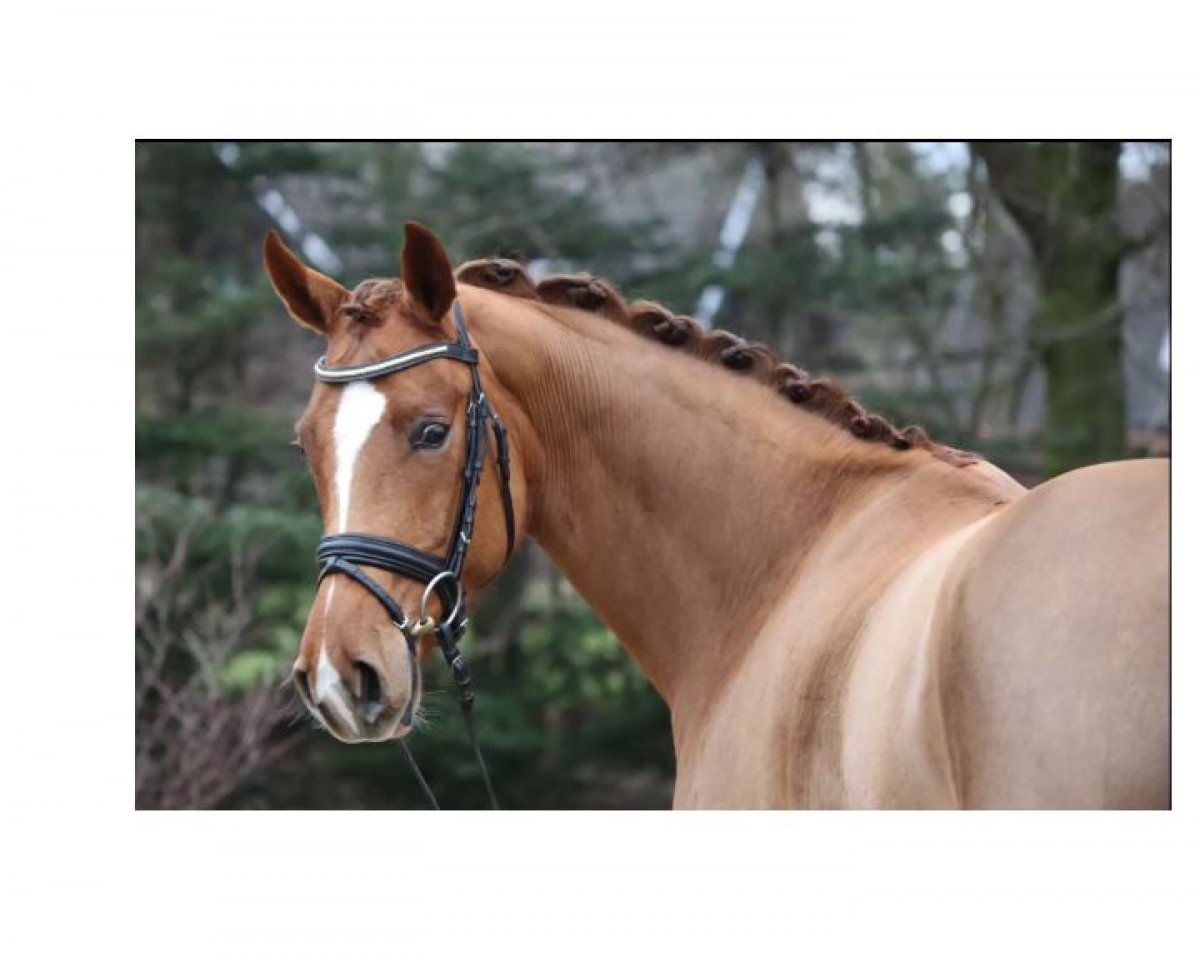 Zuchtstute Sweet Scarlett 2 (Rheinländer, 2010, von Sir Donnerhall I)