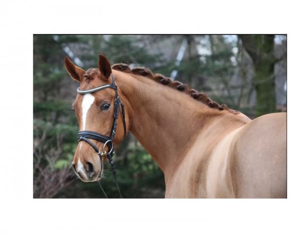 broodmare Sweet Scarlett 2 (Rhinelander, 2010, from Sir Donnerhall I)