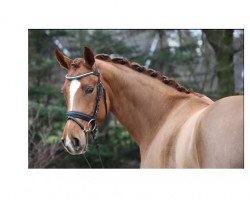 broodmare Sweet Scarlett 2 (Rhinelander, 2010, from Sir Donnerhall I)
