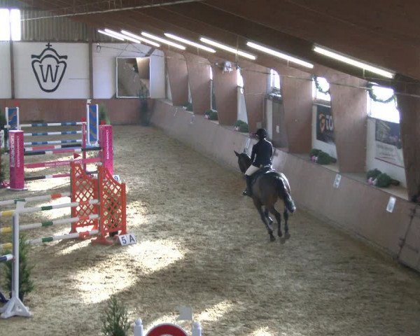 Reitturnier Bad Salzuflen 2019