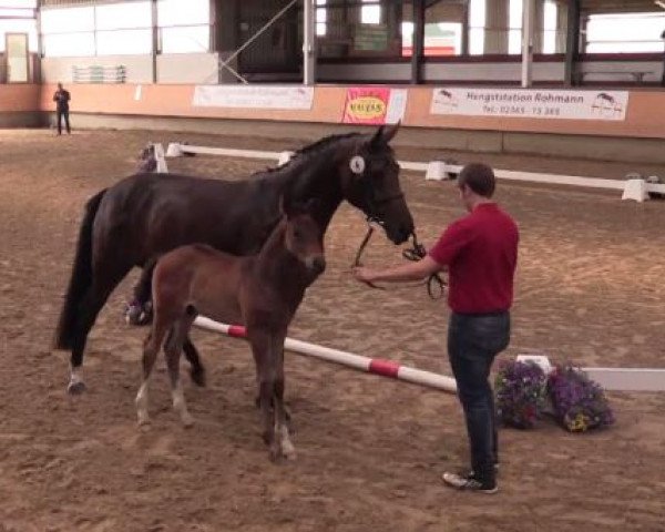 horse Hengst von Beverly Hills x Fidertanz (Westphalian, 2016, from Beverly Hills)