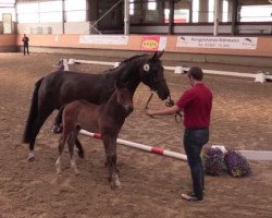 Pferd Hengst von Beverly Hills x Fidertanz (Westfale, 2016, von Beverly Hills)