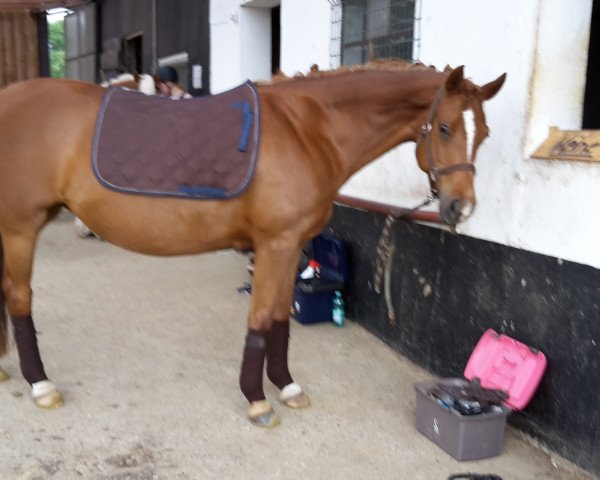 horse Fabia (German Riding Pony, 2007, from FS Chicago)