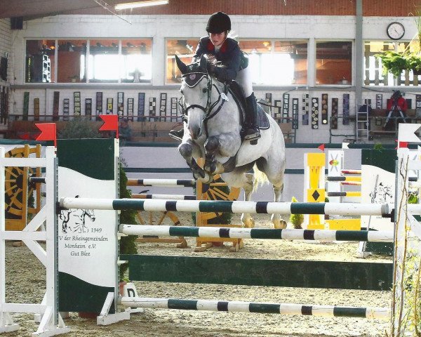 Springpferd Cool Cat 10 (Rheinländer, 2009, von Co-Pilot)