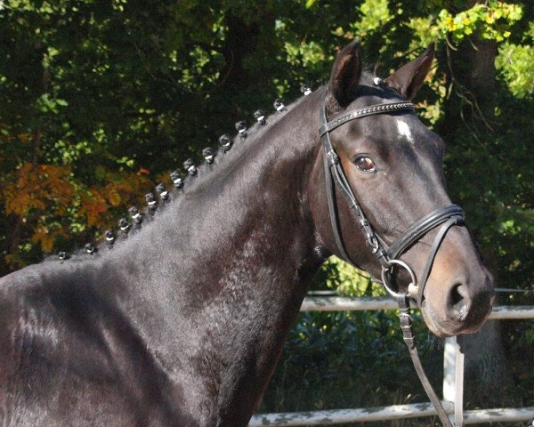 horse Con Corazon (Hanoverian, 2012, from Conen)