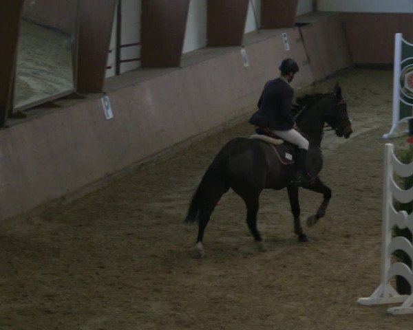 Reitturnier Bad Salzuflen 2019