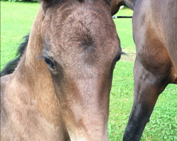 Pferd Feiner Bub LJ (Westfale, 2016, von Bernay)