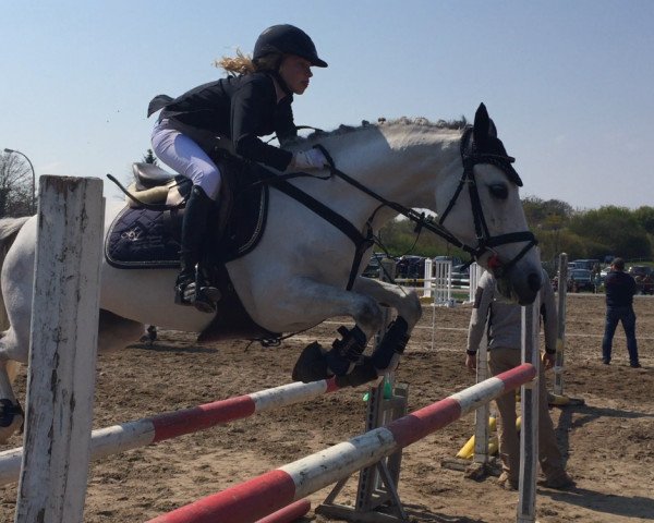 jumper Sünnschien (German Riding Pony, 2005, from Seiron)