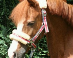 dressage horse Silly (KWPN (Royal Dutch Sporthorse), 2000)