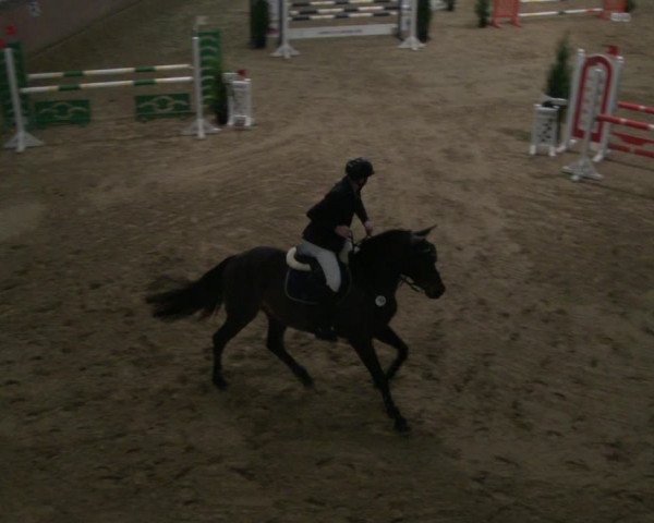 Reitturnier Bad Salzuflen 2019