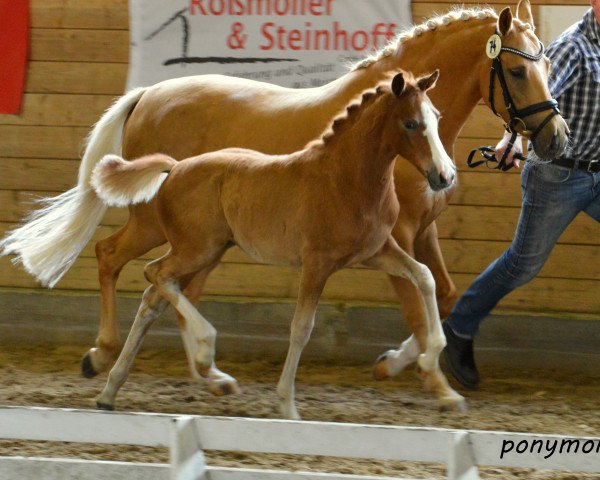 Pferd Stute von Valerius / Top Champy (Deutsches Reitpony, 2016, von Valerius)