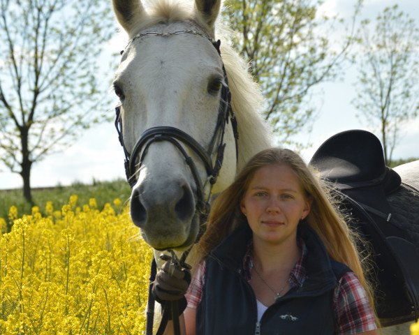 Pferd Lydia (Hannoveraner, 2001, von Laurion) Pferd Lydia (Hannoveraner, 2001, von Laurion)
