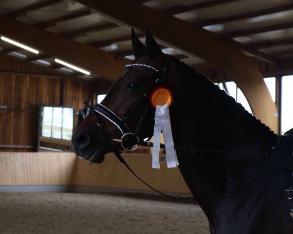 broodmare Vienna BE (German Riding Pony, 2009, from Van Heinrich)