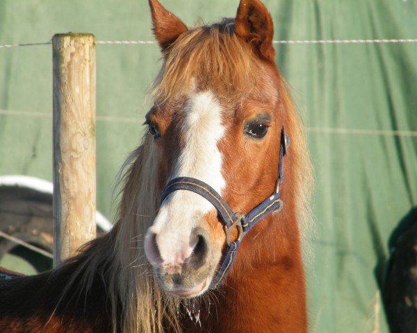 broodmare Terheyl's Anja (Welsh mountain pony (SEK.A), 1994, from Moorcock Bracken)