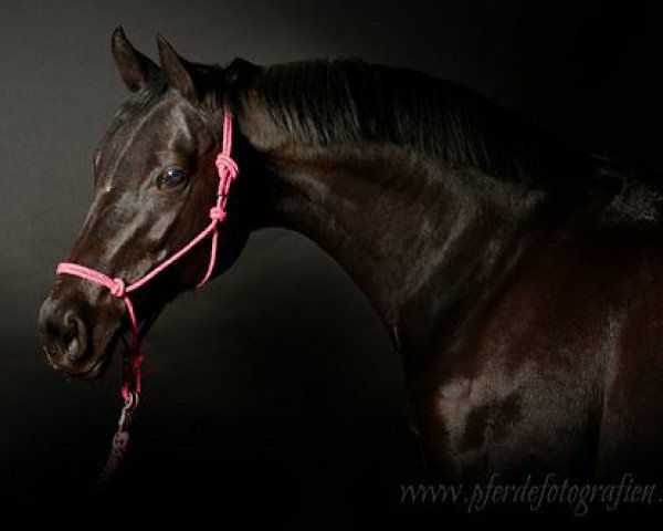 Pferd Pussycat G (Rheinländer, 2000, von Florestan I)