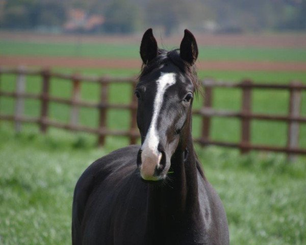 Pferd Sommerliebe (Hannoveraner, 2014, von Scuderia)
