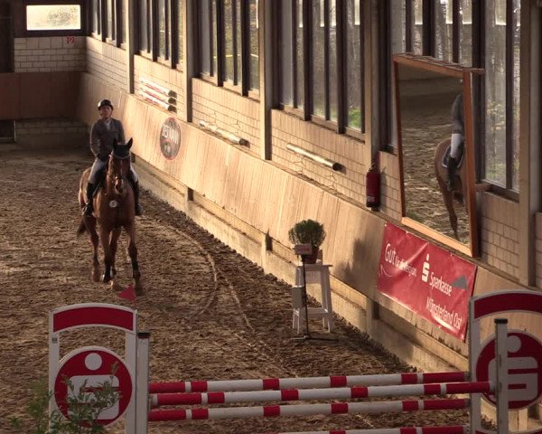 Reitturnier Oelde 2019