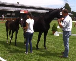 horse Stute von Baccardi / Goodman (Westphalian, 2016, from Baccardi)