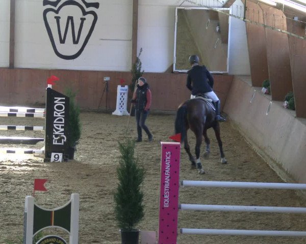 Reitturnier Bad Salzuflen 2019