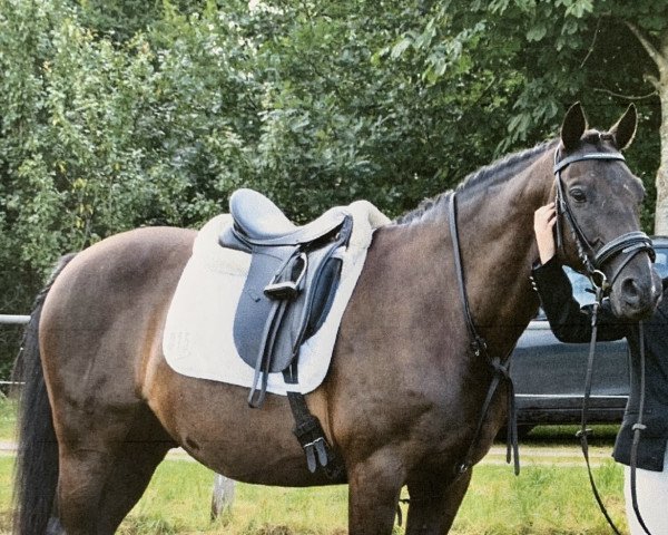 Dressurpferd Buddenbrocks Balou (Trakehner, 2001, von Buddenbrock)