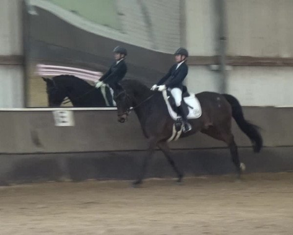 Reitturnier Troisdorf - Haus Rott 2019