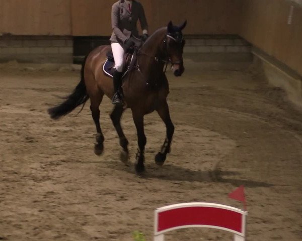 Reitturnier Oelde 2019