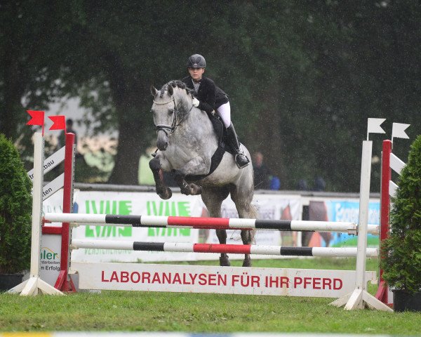 Springpferd Charming Teddy (Polnisches Warmblut, 2005, von Cassino)