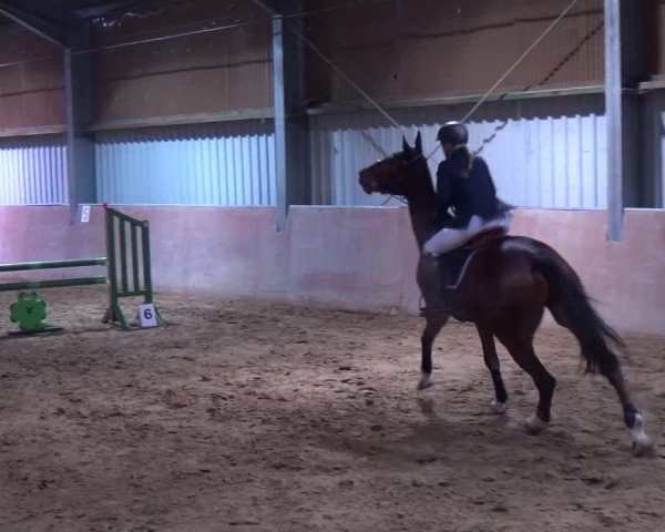 Reitturnier Troisdorf - Haus Rott 2019
