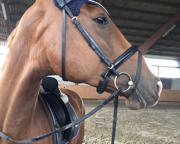 horse Calippo Gold (Hanoverian, 2013, from Carrico)