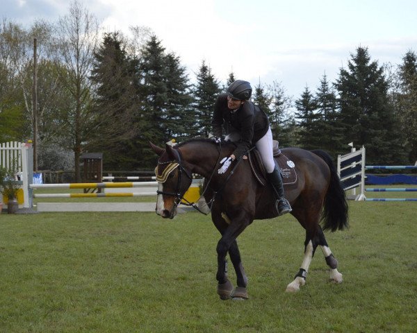 Springpferd Lass gehn (Westfale, 2003, von Lacock)