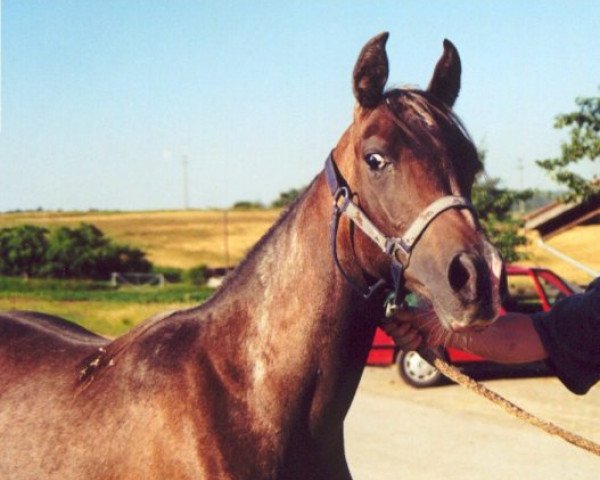 horse Jilfan Shams (Arabian purebred,  , from Sharoon ox)