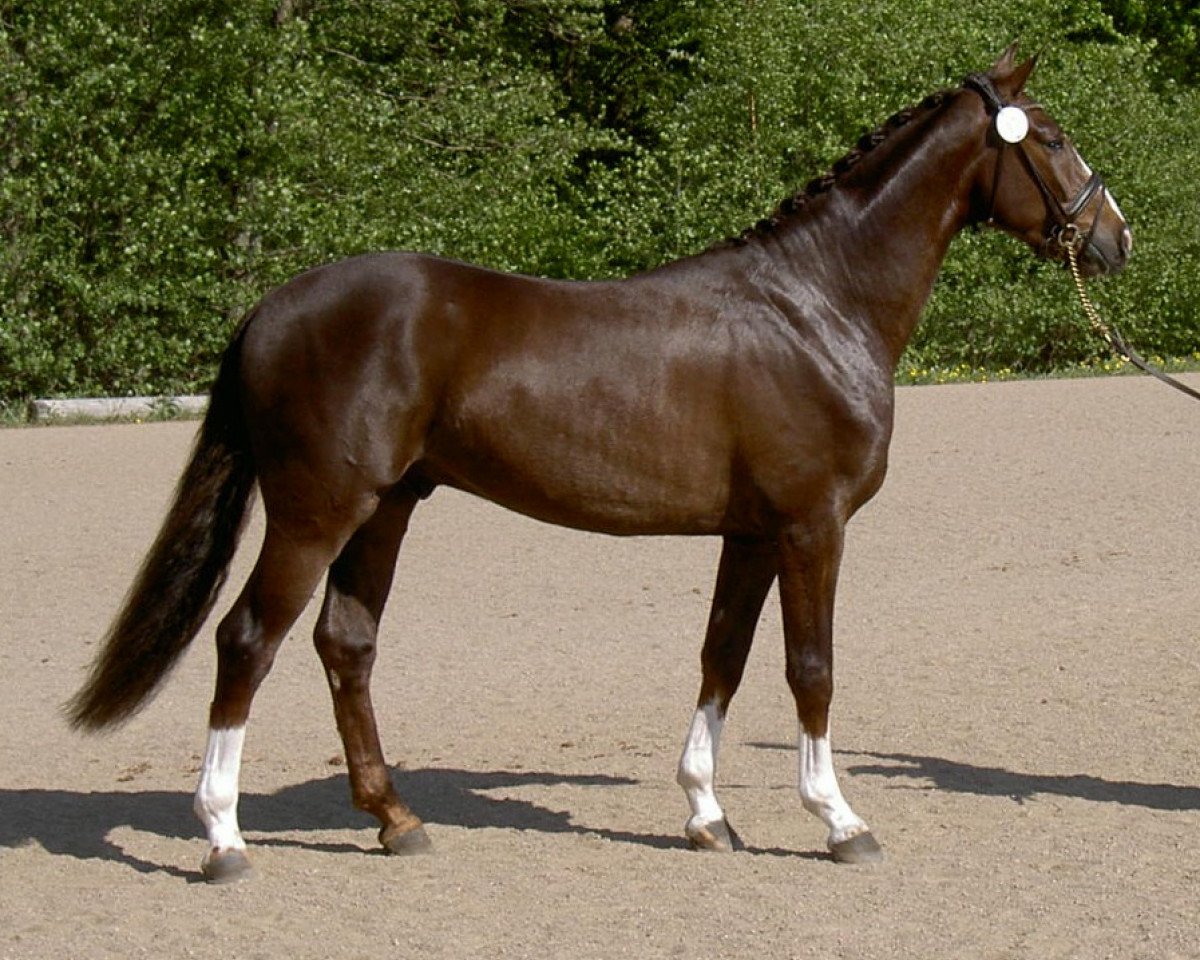 Dressurpferd Bilan 3 (Schwedisches Warmblut, 2008, von Bocelli 1044)