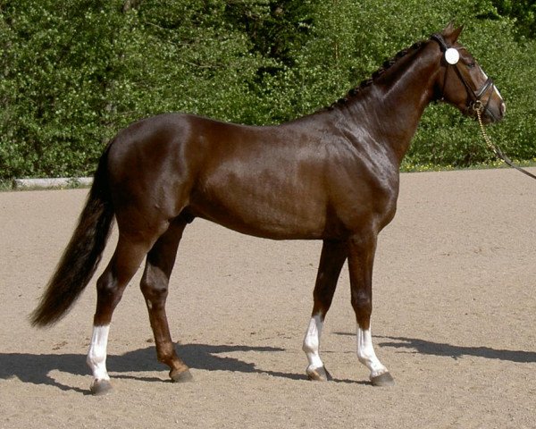 dressage horse Bilan 3 (Swedish Warmblood, 2008, from Bocelli 1044)