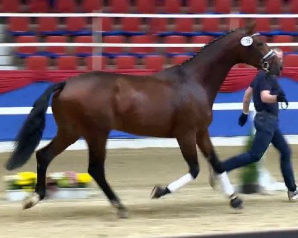 dressage horse Bergolio OLD (Oldenburg, 2011, from Bordeaux 28)