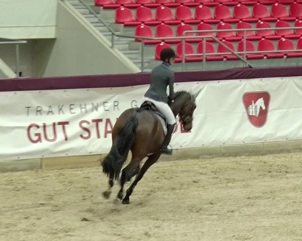 Reitturnier Neustadt/Dosse 2019