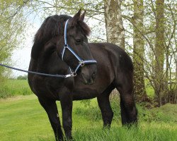 dressage horse Lady (Friese, 2007)