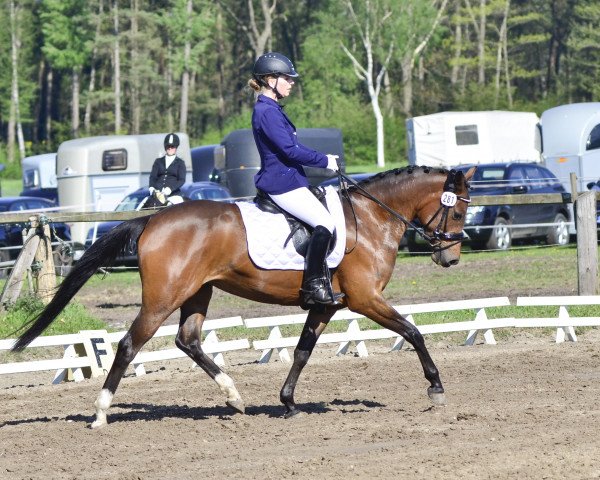 broodmare Leevke Deluxe WE (German Riding Pony, 2011, from Dance Star AT NRW)